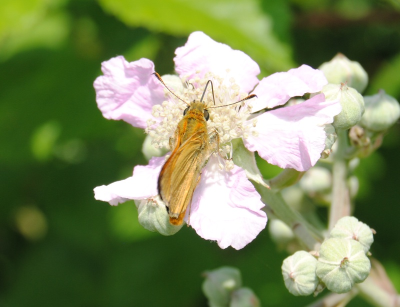 Ident. Hesperiidae